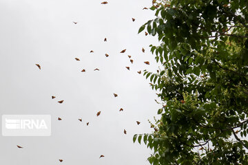 Flight of colorful butterflies in northeastern Iran