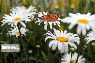 Flight of colorful butterflies in northeastern Iran