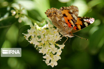 Flight of colorful butterflies in northeastern Iran