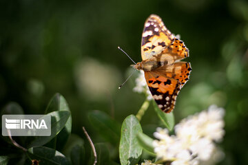 Flight of colorful butterflies in northeastern Iran