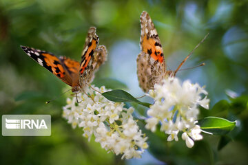 Flight of colorful butterflies in northeastern Iran