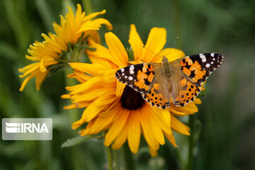 Flight of colorful butterflies in northeastern Iran