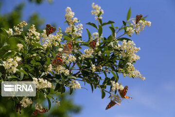 Flight of colorful butterflies in northeastern Iran