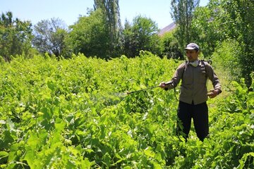 بیماری سفیدک انگور در تاکستان‌ها خراسان شمالی مشاهده شد