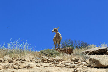 جزیره کبودان