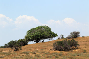 جزیره کبودان