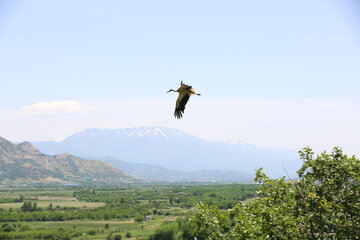 روستاهای اطراف دریاچه زریبار مکانی امن برای زاد آوری لک لک های مهاجر