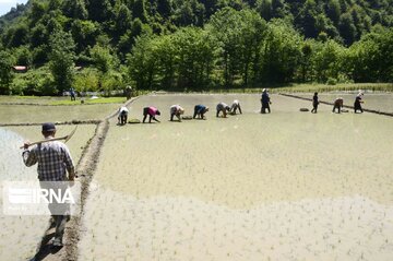 Rice paddy fields in north of Iran