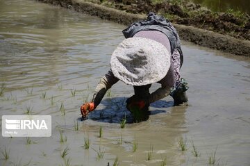 Rice paddy fields in north of Iran