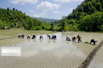 Rice paddy fields in north of Iran