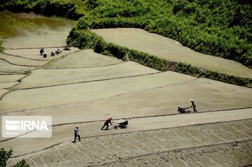 Rice paddy fields in north of Iran