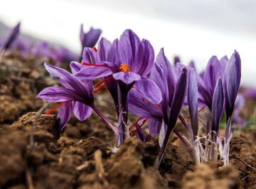  کشتکاران مکانیزه گیاهان دارویی یارانه می گیرند