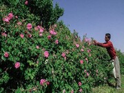 آغاز برداشت گل محمدی در آذربایجان غربی