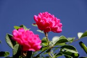Florecimiento de rosas damascenas en Boruyerd