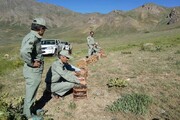 ۲۳ قطعه کبک در مناطق طبیعی کردستان رها سازی شد

