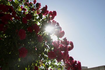 شکفتن گلهای محمدی در بروجرد