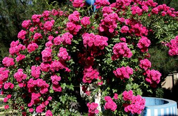 شکفتن گلهای محمدی در بروجرد