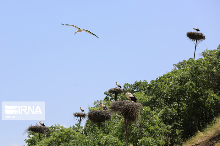 Iran's Zarivar Lake heaven for migrating storks