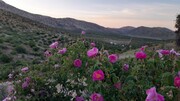 برداشت گل محمدی از دشت گل لایزنگان داراب آغاز شد