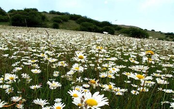 جشنواره ملی گلهای بابونه در اردبیل برگزار می شود