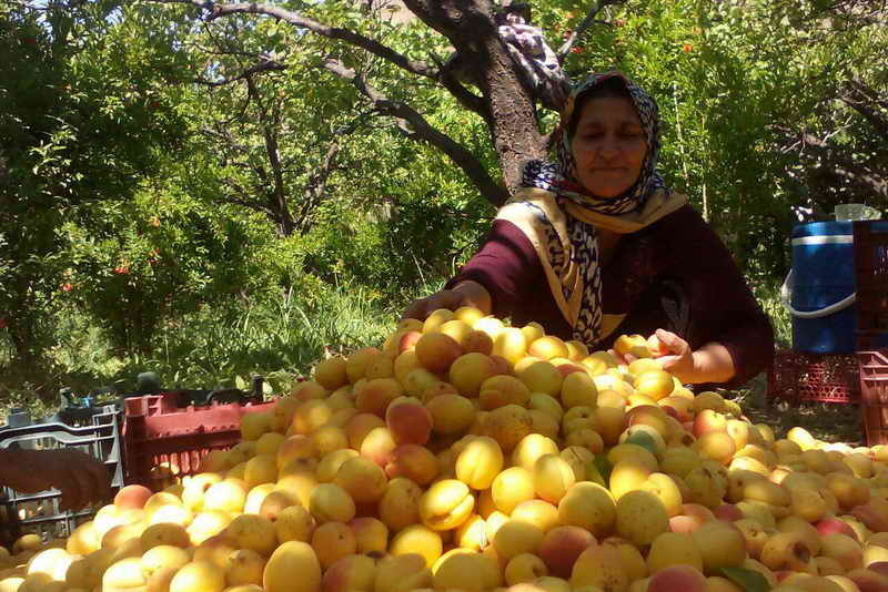 آشنایی با اقلیم چهارفصل دیار کریمان؛ وقتی کسی گیلاس کرمان را نمی‌شناسد