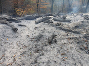 وسعت آتش‌سوزی اخیر جنگل‌های گلستان ۱۴.۵ هکتار اعلام شد