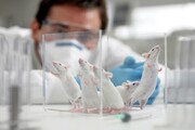 مراکز پرورش حیوانات آزمایشگاهی برای ارتقای عملکرد از کمیته اخلاق مجوز بگیرند