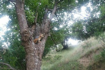 یک قطعه سنجاب در طبیعت مهاباد رها شد