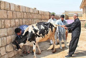 شناسایی ۱۱ کانون بیماری تب برفکی در خراسان شمالی