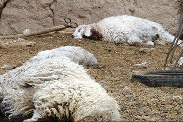 گرگ ۶ راس گوسفند را در شهرستان بهار درید