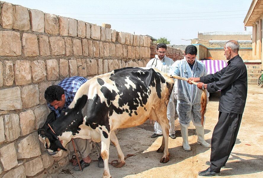 شناسایی ۱۱ کانون بیماری تب برفکی در خراسان شمالی