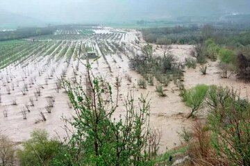 ۳۵۰۰ کشاورز خراسان جنوبی در سامانه سجاد ثبت نام کردند