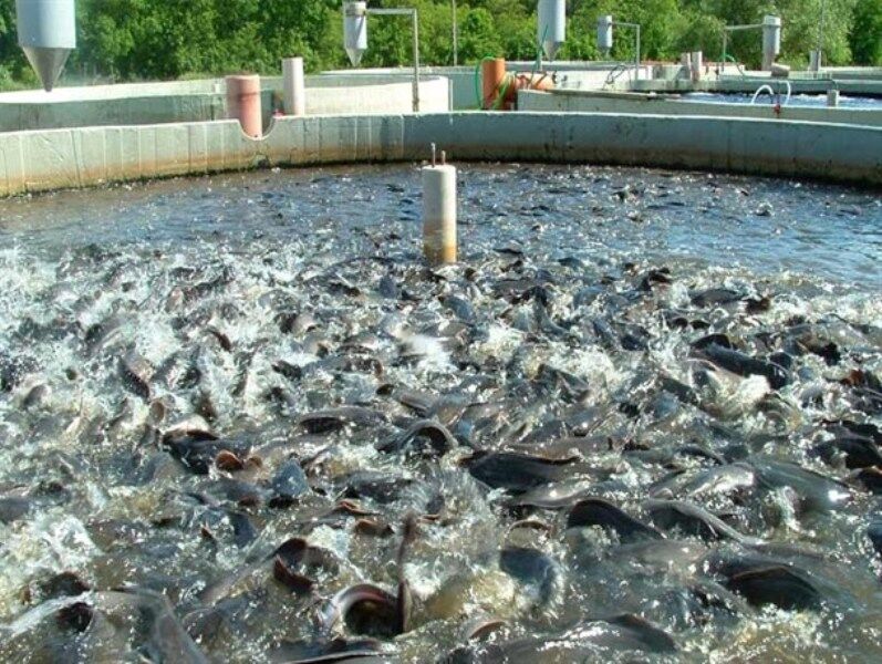 2 هزار متر مربع استخر پرورش ماهی در رفسنجان احداث می شود