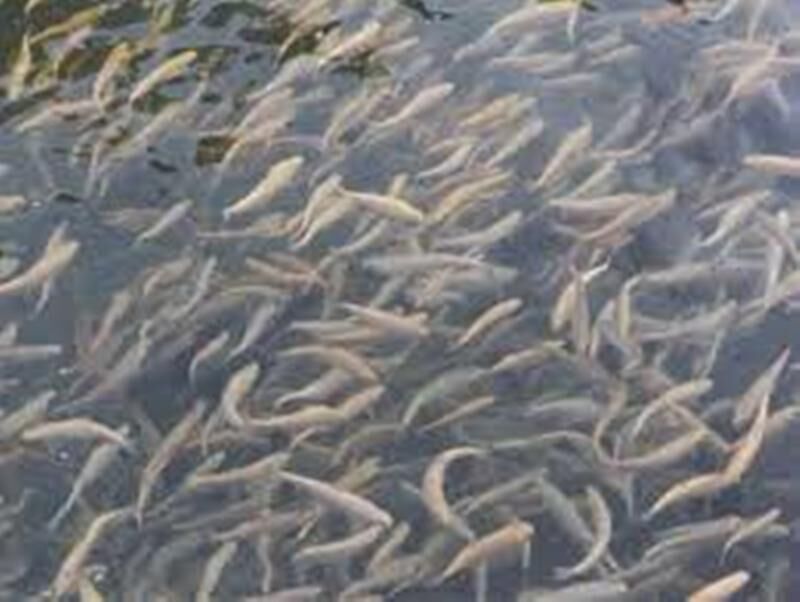 پارسال ۷۵۰ تن ماهی سردآبی در استان یزد تولید شد