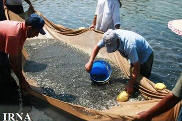 تکثیر ساحلی ماهیان استخوانی در آستانه اشرفیه انجام شد