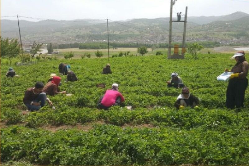 برداشت توت فرنگی از مزارع سردشت آغاز شد