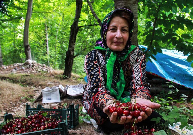 محصول پاک باغی به صورت پایلوت در خراسان شمالی تولید می شود