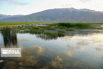 Gandoman Lagoon in West of Iran; An Aquatic Ecosystems