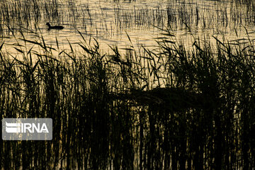 Gandoman Lagoon in West of Iran; An Aquatic Ecosystems