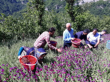 ۸۰ درصد گل گاوزبان  اشکورات  رودسر برداشت شد