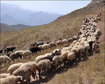 بیش از ۴۰ میلیارد ریال کالای قاچاق در سردشت کشف شد