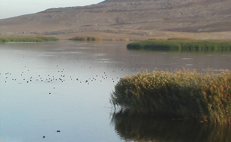 طرح محققان کرمانی برای حل مشکل ریزگردهای شرق کشور