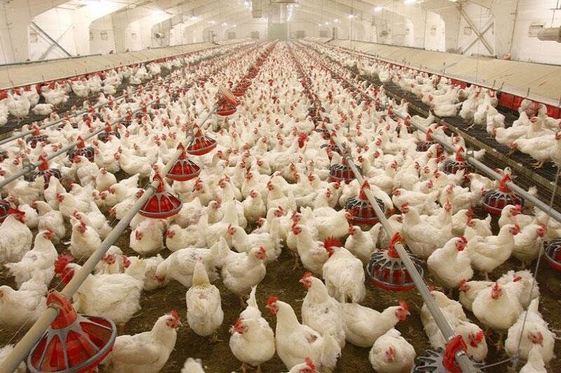 یک تن گوشت مرغ آلوده در شهرستان بویراحمد کشف شد

