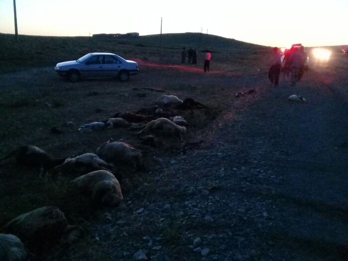 برخورد تریلی کشنده ۲۲ راس گوسفند را تلف کرد