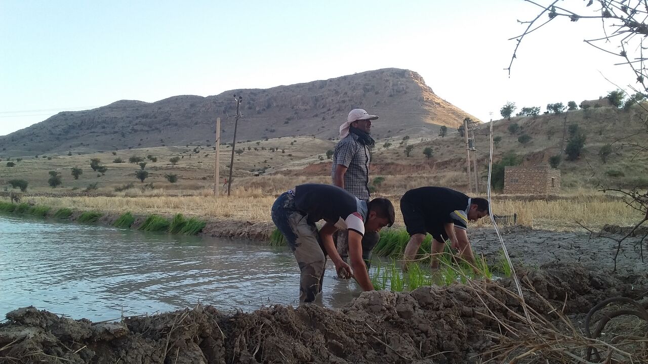 نشاء برنج در چرام آغاز شد