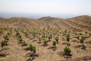 طرح کاشت یک میلیارد درخت نیاز ۱.۵ میلیون هکتار جنگل در کشور را تامین می‌کند