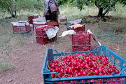 پیش‌بینی برداشت میوه از باغات شهرستان صحنه بیش از  ۸۰ هزار تن است