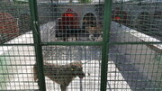 شهرداری تهران: سگ های پایتخت کشته نمی شوند