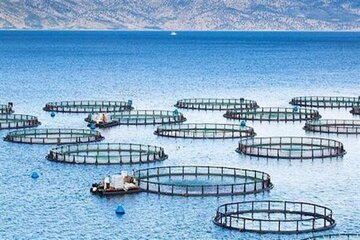 انتقال فناوری و بومی‌سازی طرح توسعه صنعت پرورش ماهی در قفس اجرایی می‌شود