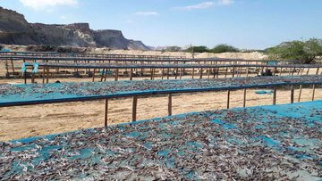 ۱۲۰۰ هکتار زمین به ساماندهی فعالان ماهی خشک قشم اختصاص یافت